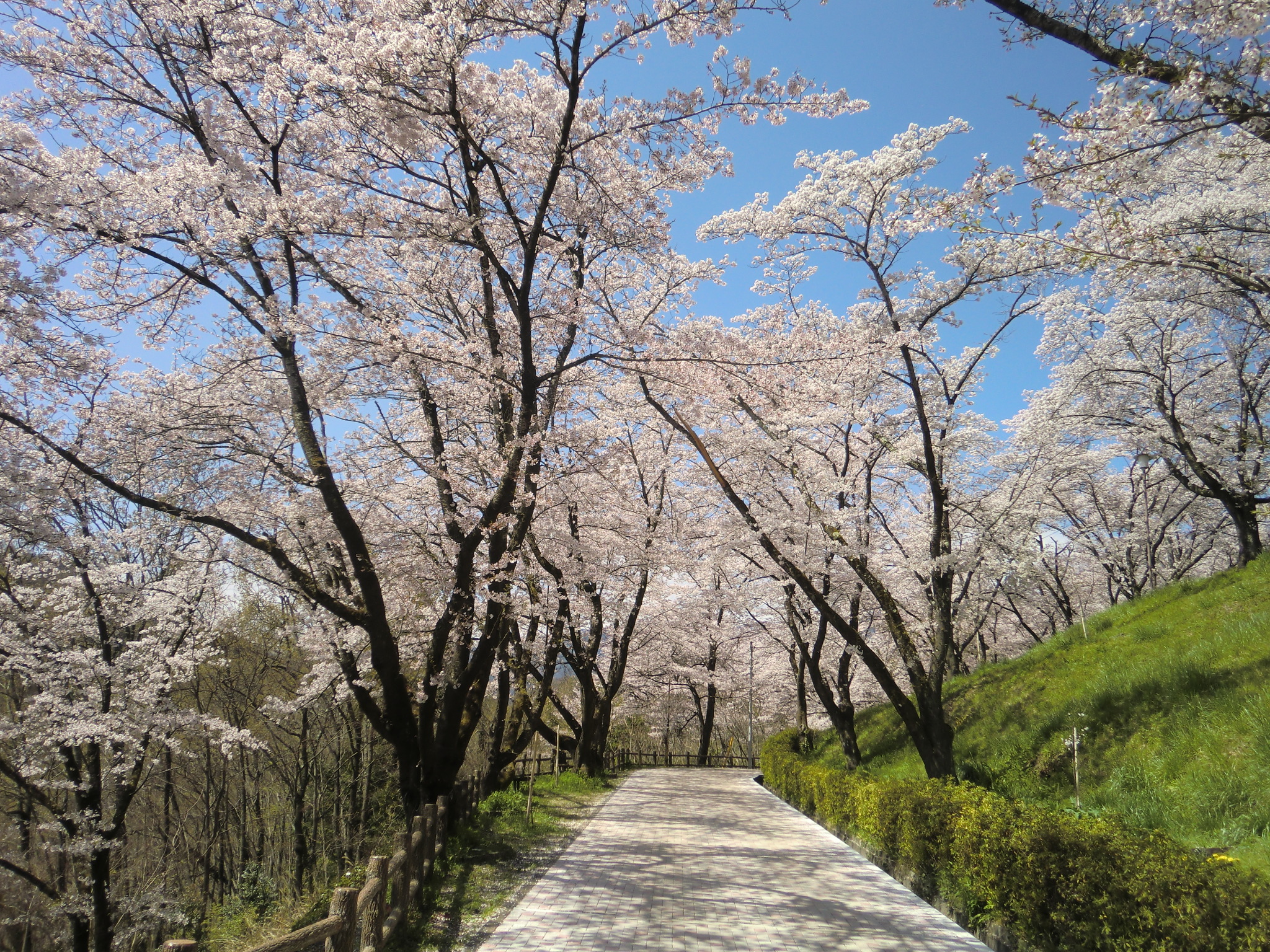 桜のまち、富士川町