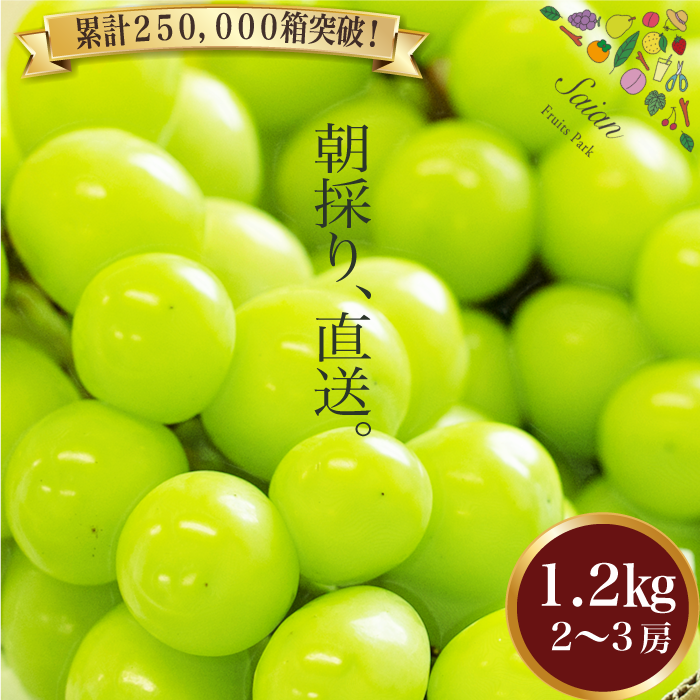 【2027年 先行予約】シャインマスカット 1.2kg（2～3房）