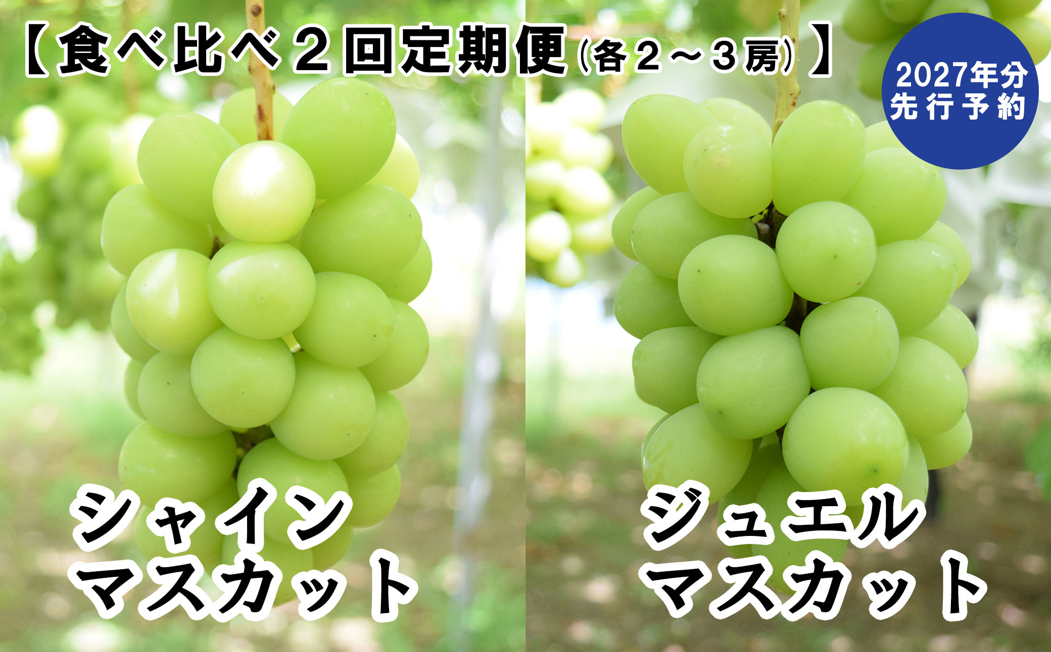 【2027年発送分 先行予約】【２回食べ比べ定期便・別送】シャインマスカット（900g～1.4kg・２～３房）＋ジュエルマスカット（900g～1.4kg・２～３房）